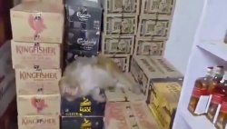 Drunk monkey downs half a bottle of vodka in off-licence before passing out