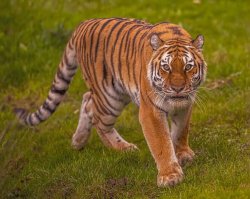 New details emerge on tiger's condition after man dies at UK wildlife park