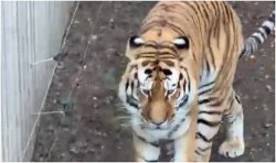 Who is Altai the tiger at Yorkshire Wildlife Park? 'Calm' Amur tiger's life before attack