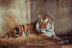 Yorkshire Wildlife Park set to reopen as major statement issued on tiger condition