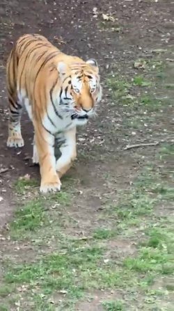 Yorkshire Wildlife Park issues major update on tiger enclosure after man mauled to death