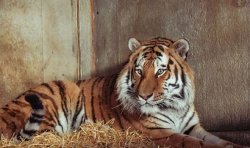 Family reveals heartbreaking new details about man mauled to death in UK tiger attack