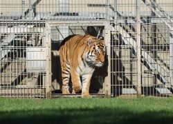 Yorkshire Wildlife Park: Tiger attack zoo issues new message after reopening