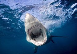 Woman, 65, killed in horror shark attack despite desperate attempts to save her