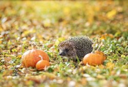 Brits issued warning over 1 autumn habit