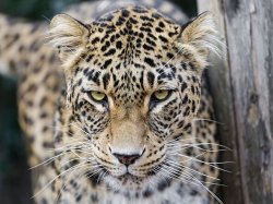 Horror as zookeeper in critical condition after 'being mauled by panther'