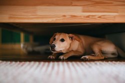 Brits with pets issued storm warning - 'check home and gardens'