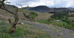 Where to see the bluebell forests in the UK