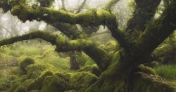Ancient UK woodland named among Europe's most 'magical' forest walks
