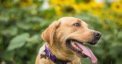 Dog owners could be fined £500