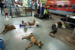Inside world's hottest town where locals sleep outside and birds boil
