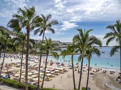 Horror on Canary Islands as rats spotted on Gran Canaria beaches