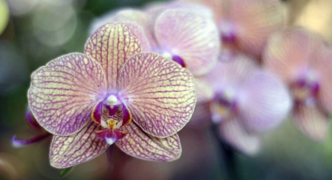 Expert shares ‘one easy trick’ to make your orchid flower more than once a year