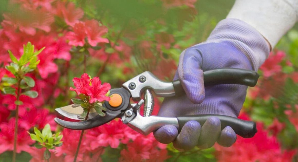 Garden plants to never prune this time of year or risk losing flowers and killing them