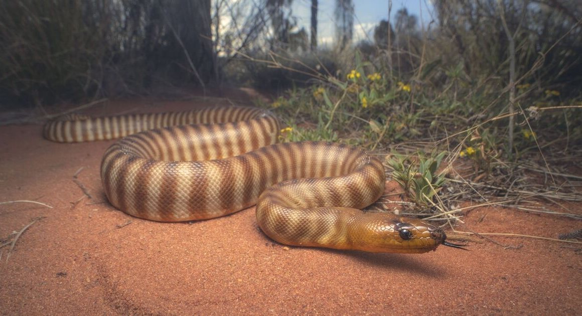 Python meat could soon be on the menu as a sustainable option | Science | News