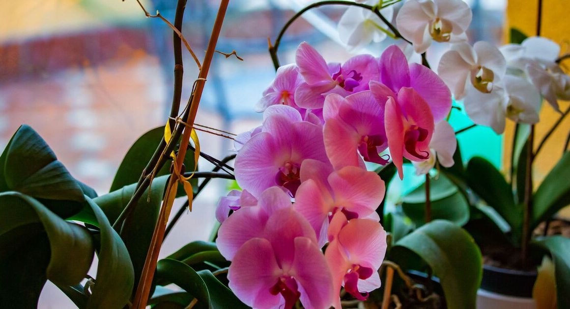 How to keep orchids blooming all the time with gardener’s five-step method