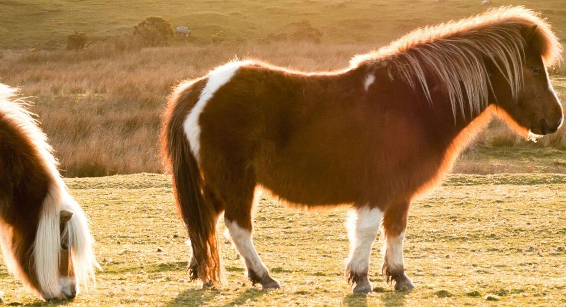 The village so magical that beautiful ponies roam freely around its streets | UK | News