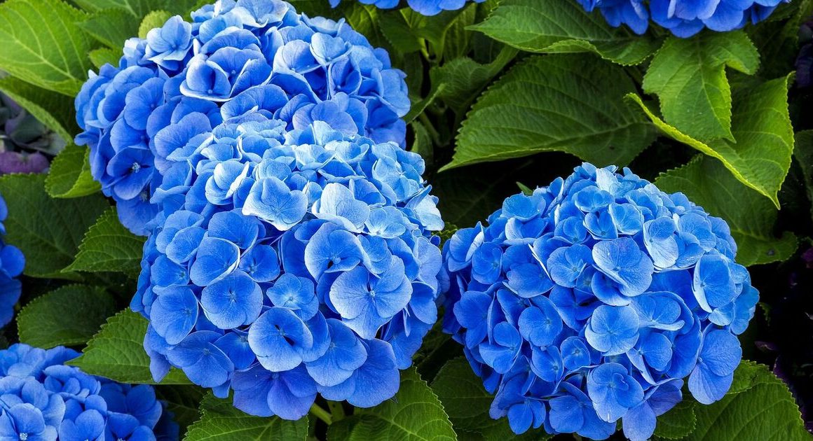 How to grow bigger hydrangeas and turn them a deep blue colour with 35p kitchen ingredient