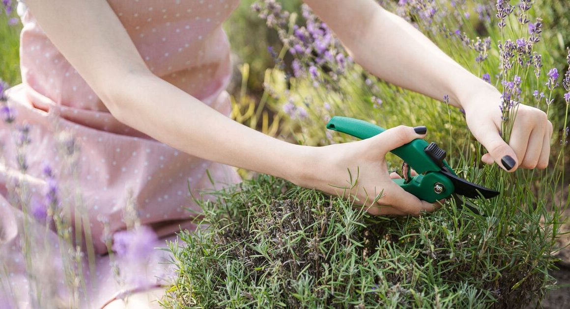 Plant expert shares how to prune lavenders in ’60 secs’ for lots of blooms