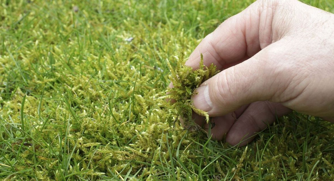 Monty Don shares how to remove moss from lawn so grass grows ‘thicker than ever’
