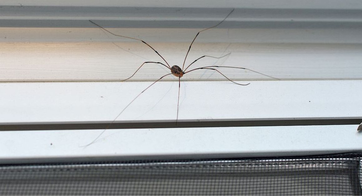 ‘I’m a pest exterminator – here’s the one thing that will keep spiders out of your home’ | UK | News