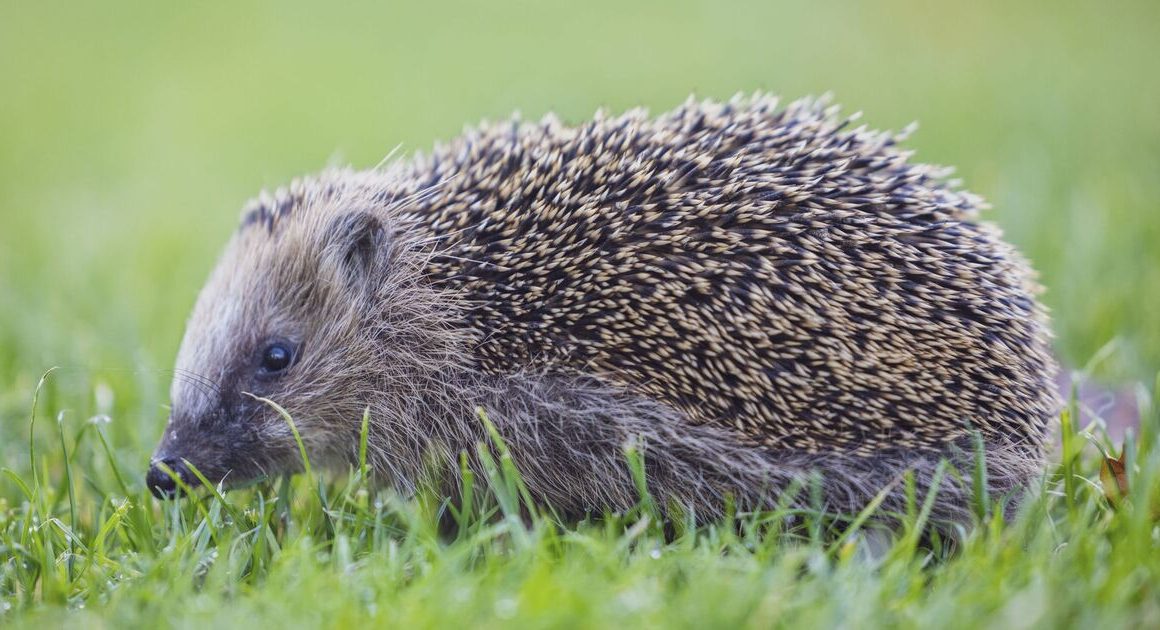 Experts will use AI in ‘world first’ to estimate dwindling hedgehog population | Nature | News