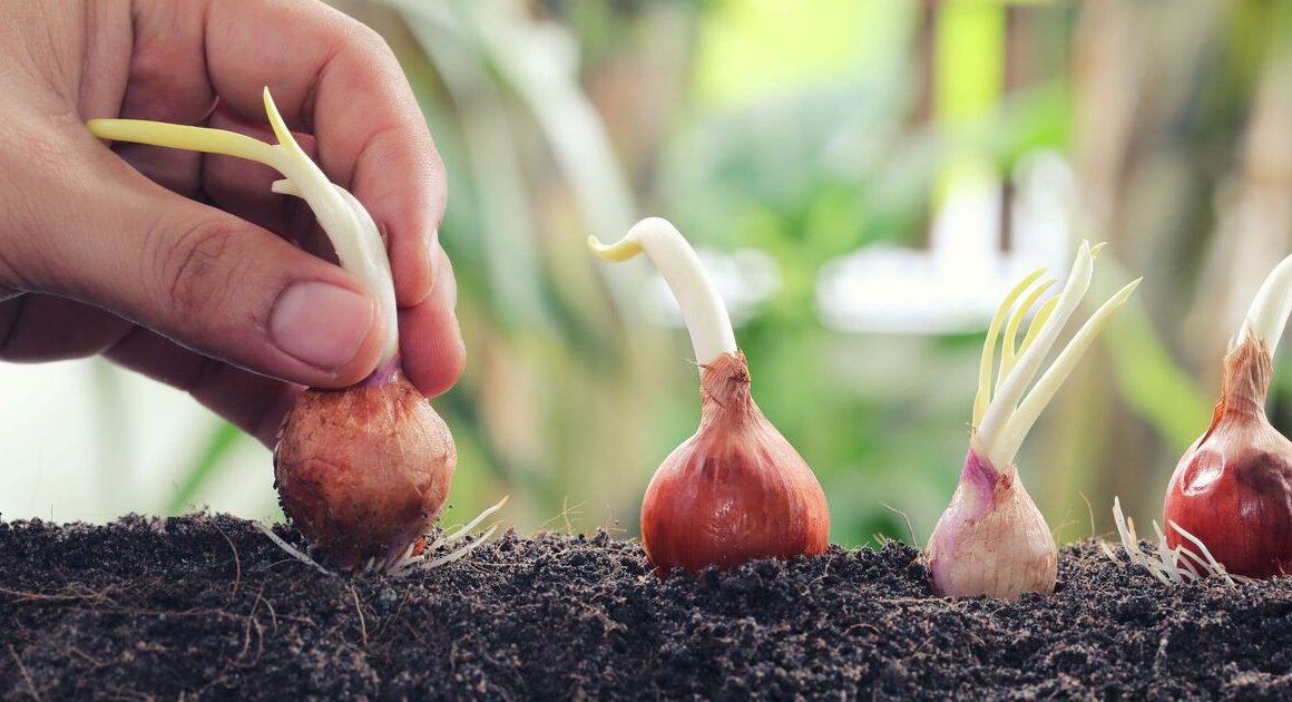 Monty Don shares ‘essential’ vegetable that needs planting before the end of March