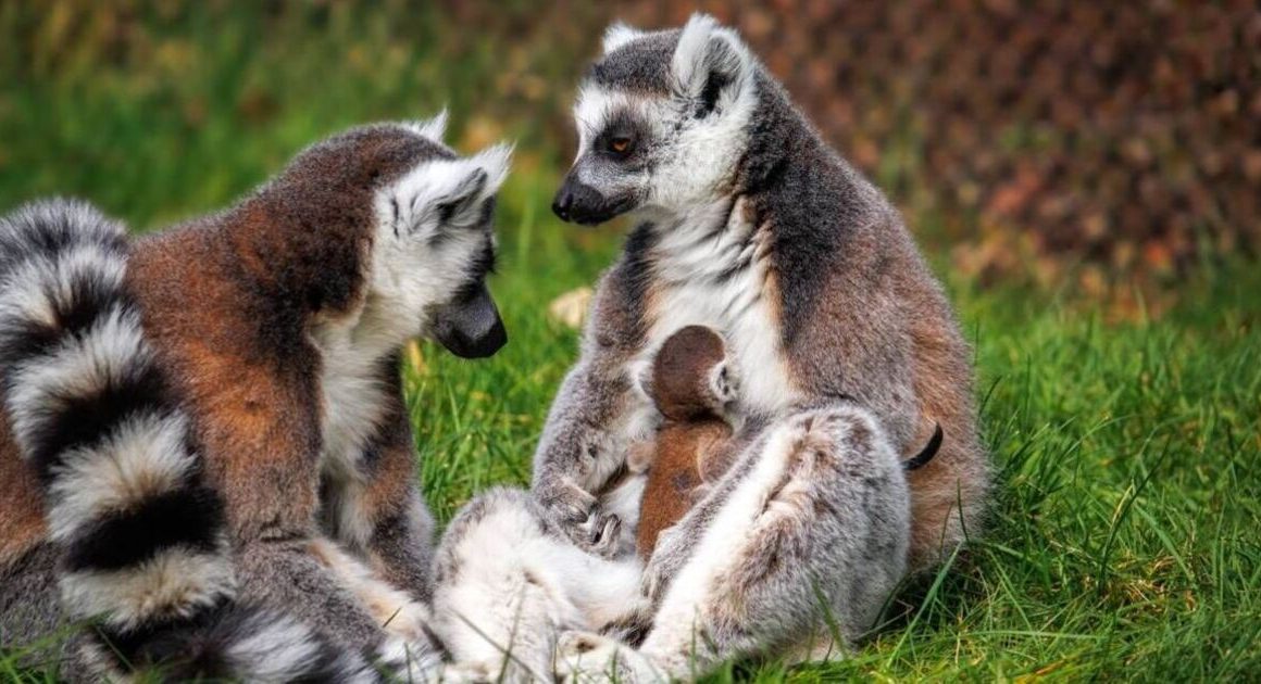 Adorable endangered ring-tailed lemur born at UK safari park | UK | News