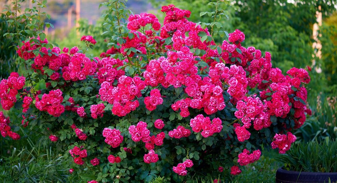 How to make roses bloom more with one vital task you need to do now, claims garden expert