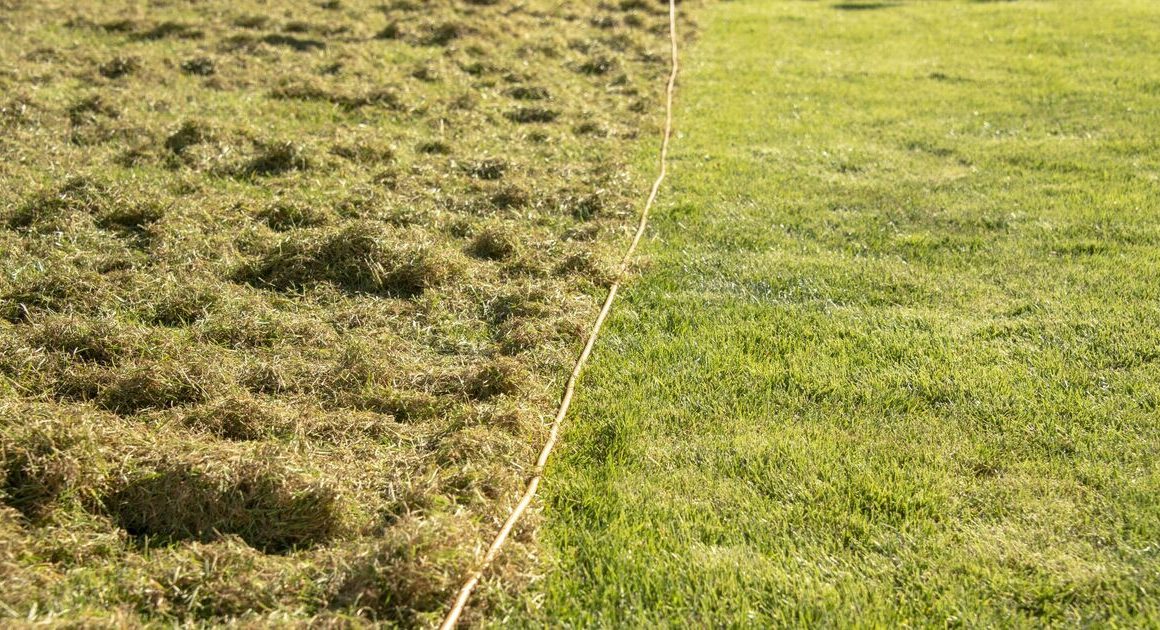 How to remove moss and weeds from lawns fast while making grass thick and green