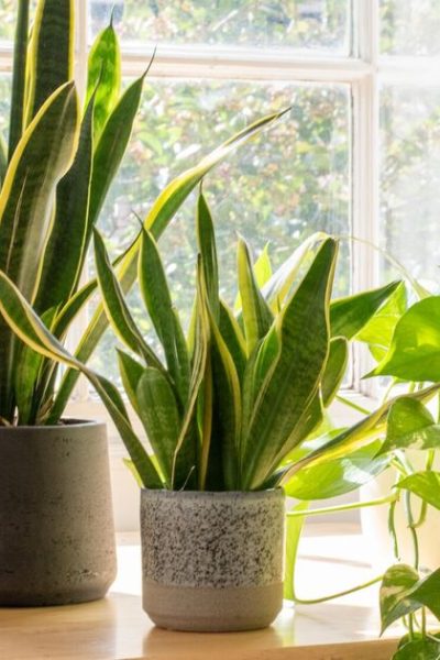 How to repot your plants – Step-by-step guide for beginners