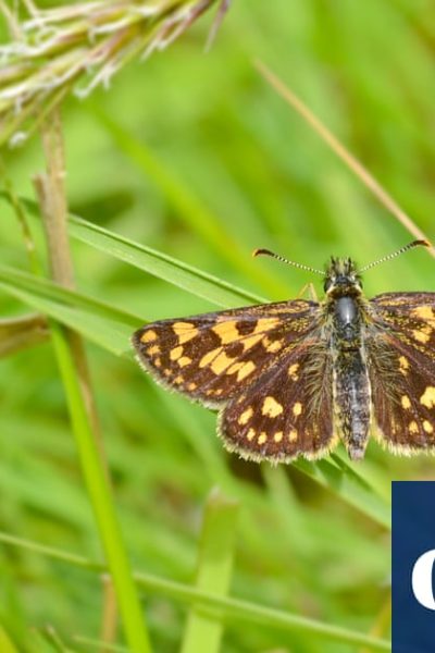 Letting grass grow long boosts butterfly numbers, UK study proves | Butterflies
