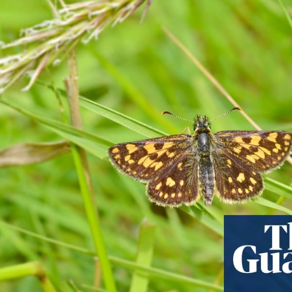Letting grass grow long boosts butterfly numbers, UK study proves | Butterflies