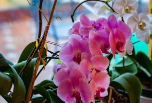 Orchids will ‘bloom constantly’ when giving them one household ingredient