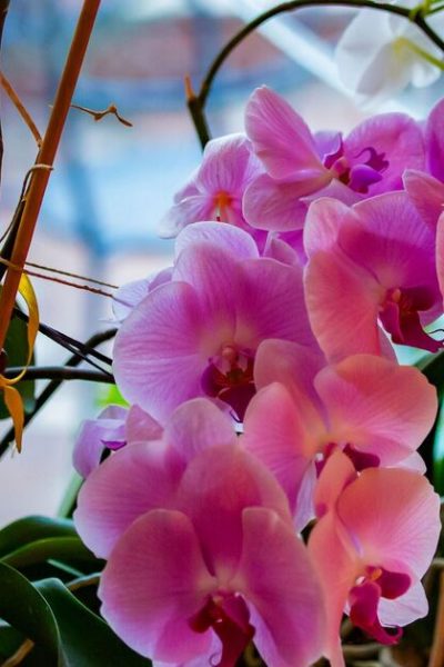 Orchids will ‘bloom constantly’ when giving them one household ingredient