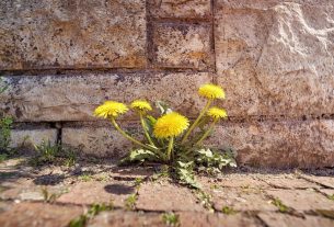 ‘Effective’ 70p method naturally kills weeds on patios by ‘dehydrating’ them