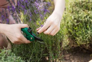 How to prune lavender correctly to ‘enhance blooming’ in the following season