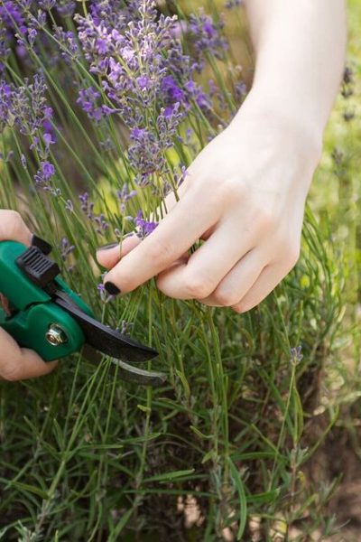How to prune lavender correctly to ‘enhance blooming’ in the following season
