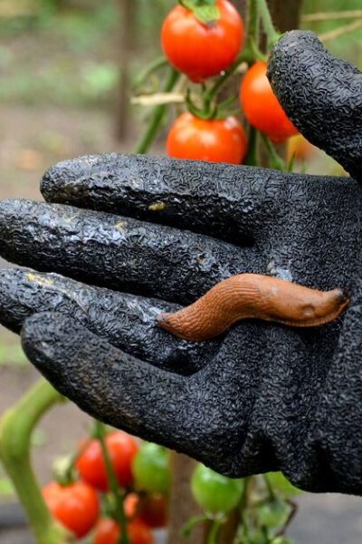 Banish slugs and snails from plants for free using natural elements
