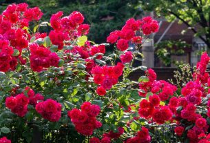 How to make roses bloom more and bigger with one application of ‘amazing’ fertiliser
