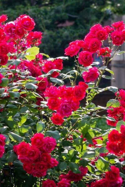 How to make roses bloom more and bigger with one application of ‘amazing’ fertiliser