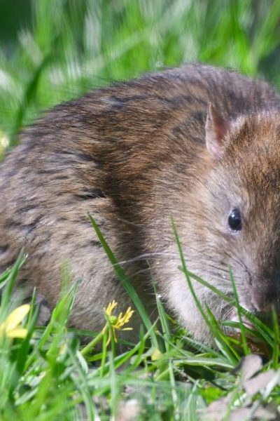 Banish garden rats with these five non-toxic remedies