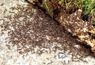 How to get rid of ants in gardens with expert’s one natural remedy