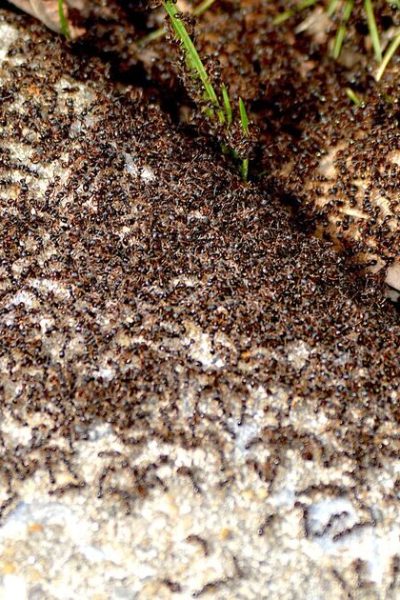 How to get rid of ants in gardens with expert’s one natural remedy