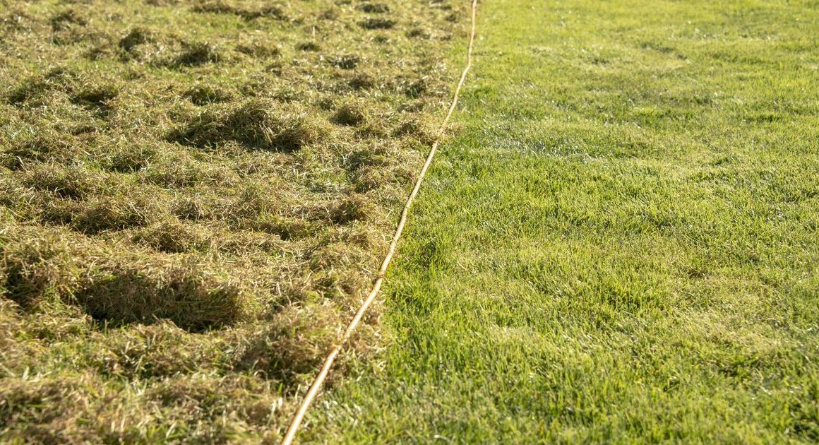 Monty Don shares how to remove moss from lawns so grass ‘grows back thicker than ever’