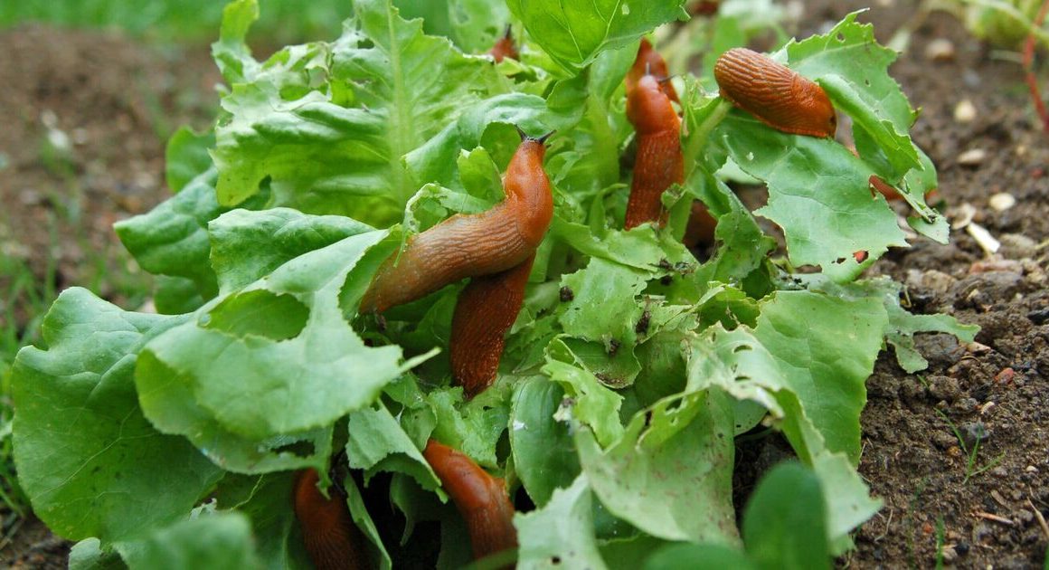 Gardening task to avoid that’s a ‘magnet for slugs’ to destroy your plants