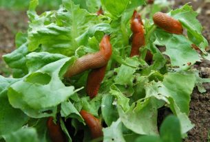 Gardening task to avoid that’s a ‘magnet for slugs’ to destroy your plants