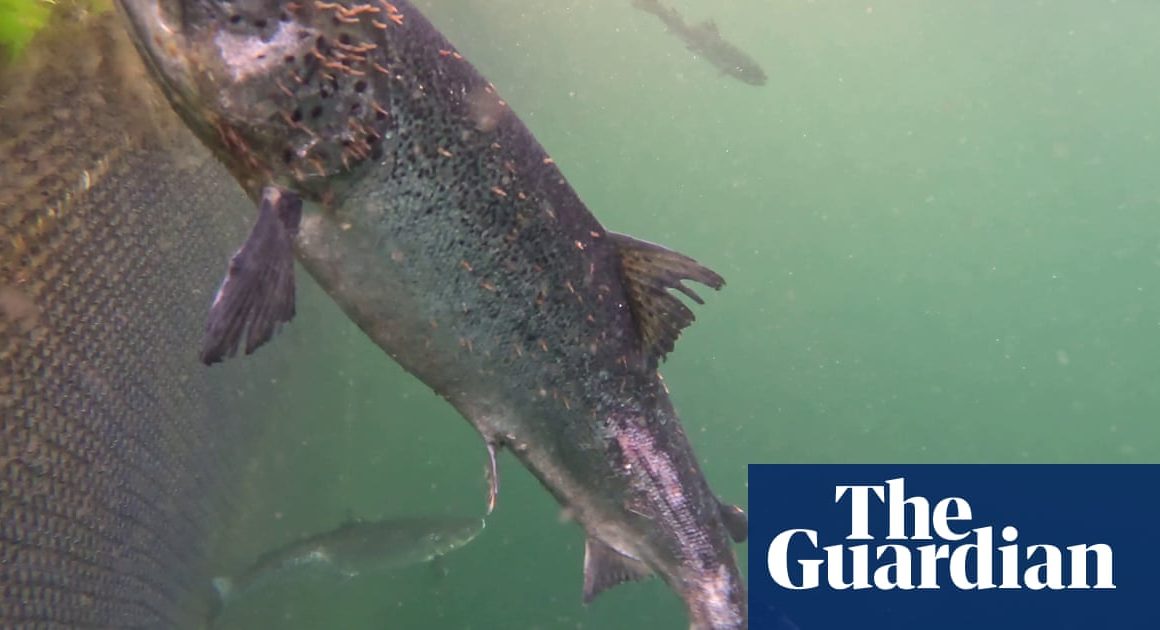 Scottish salmon industry challenged over move to drop âfarmedâ from labels | Animal welfare