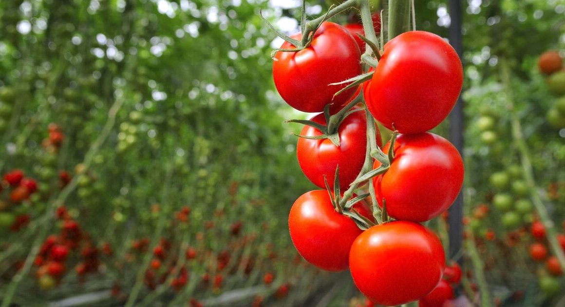 People shared their ‘game-changing’ tomato growing tips – crucial step when planting