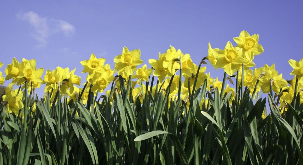 Make daffodils flower ‘year after year’ with gardener’s quick tip